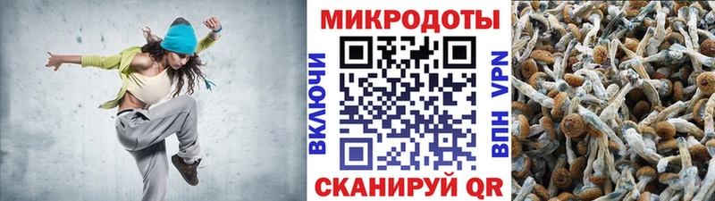 Псилоцибиновые грибы Psilocybe  где найти   Рудня 